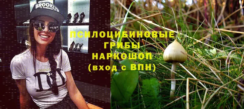 ссылка на мегу как зайти  Бокситогорск  Галлюциногенные грибы Psilocybe 